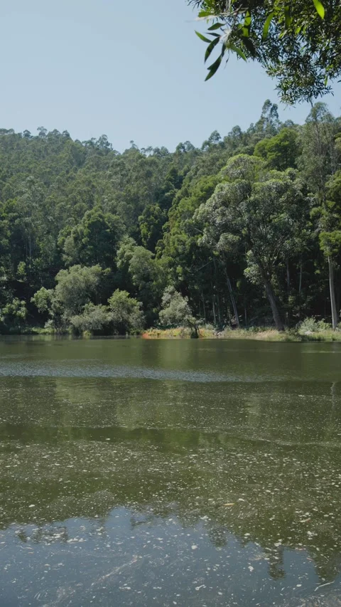A scene of a calm river with a eucalyptus forest in the background Video stock 297958557