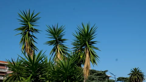 The scene captures a tropical view of tall coconut palm trees with lush green Stock Footage 317814059