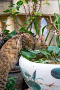 Scene of a civet cat leaning over a water lily tank to drink water Stock Photos