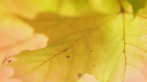 Scene close up of colorful maple leaf that is blowing by the wind. Stock Footage 143020022