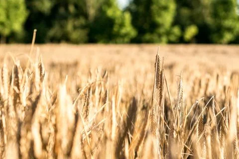 Scene with close-up of ears of wheat with sunset light, countryside landscape Stock Photos