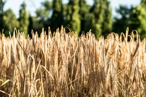 Scene with close-up of ears of wheat with sunset light, countryside landscape Stock Photos
