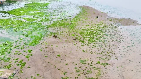 Scene on the coastal tidal flats Stock Footage 312916620