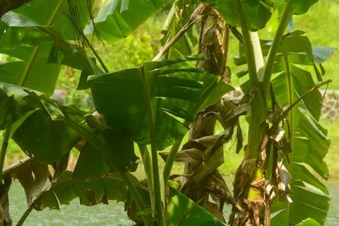 Scene the coconut tree bears a lot of fruit and the tree is tall. in Indone.. Stock Photos