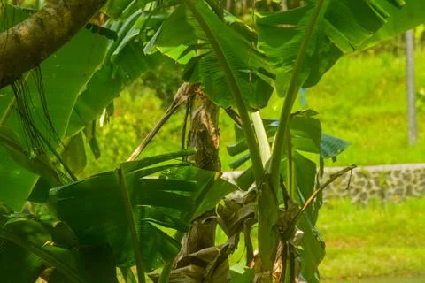 Scene the coconut tree bears a lot of fruit and the tree is tall. in Indone.. Stock Photos