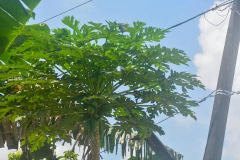 Scene the coconut tree bears a lot of fruit and the tree is tall. in Indone.. Stock Photos