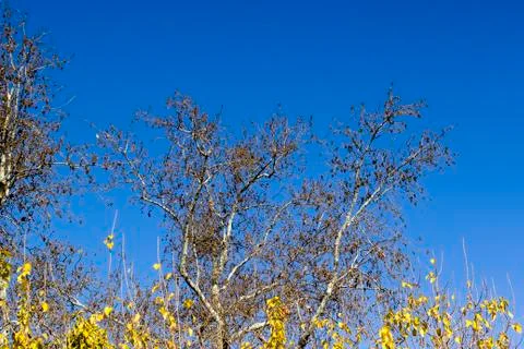 Scene of colorful multiple branches of trees in autumn season Stock Photos