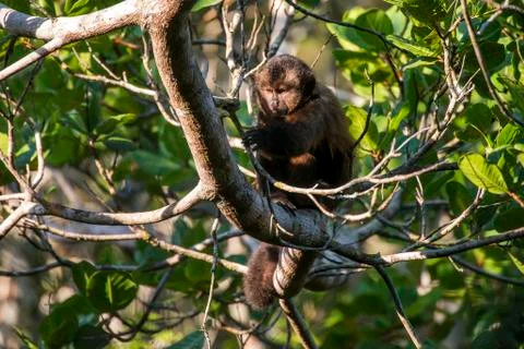 Scene of a crested capuchin monkey rests in a tree. 库存照片
