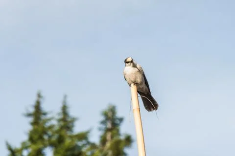 Scene of a cute Eastern Phoebe resting on the wood pole. Stock Photos