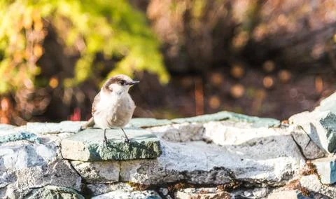 Scene of a cute Eastern Phoebe resting on the rock wall. Stock Photos