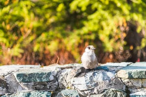 Scene of a cute Eastern Phoebe resting on the rock wall. Stock Photos