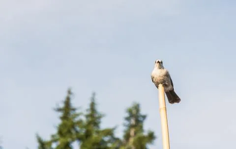 Scene of a cute Eastern Phoebe resting on the wood pole. Stock Photos