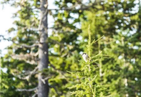 Scene of a cute Eastern Phoebe resting on the car's door in the sunny day. Stock Photos