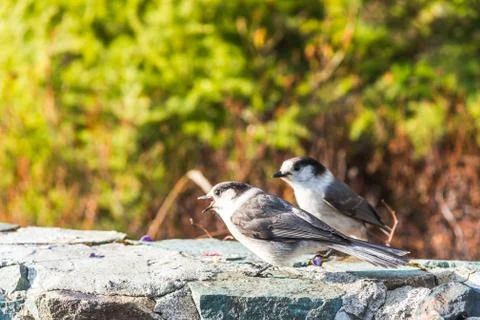 Scene of a cute Eastern Phoebe resting on the rock wall. Stock Photos