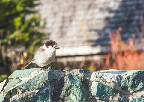 Scene of a cute Eastern Phoebe resting on the rock wall. Stock Photos