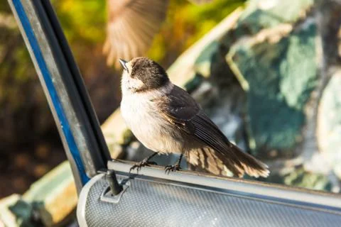 Scene of a cute Eastern Phoebe resting on the car's door in the sunny day. Stock Photos