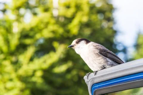 Scene of a cute Eastern Phoebe resting on the car's door in the sunny day. Stock Photos