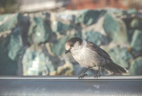 Scene of a cute Eastern Phoebe resting on the car's door in the sunny day. Stock Photos