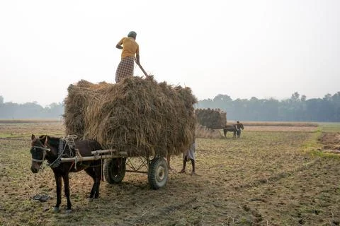 Scene of cutting paddy from a vast agricultural field and taking it in a hors Stock Photos