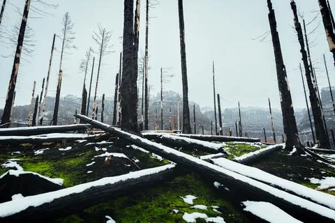Scene of devastation in a snowy forest after a fire in Bohemian Switzerland Nati Stock Photos