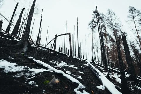 Scene of devastation in a snowy forest after a fire in Bohemian Switzerland Nati Stock Photos