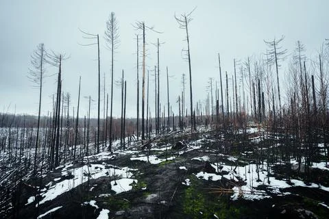 Scene of devastation in a snowy forest after a fire in Bohemian Switzerland Nati Stock Photos