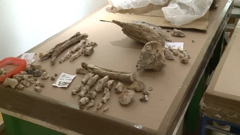Scene of dinosaur bones catalogued by Special Agent and paleontologist - 2014 Stock Footage 103625698