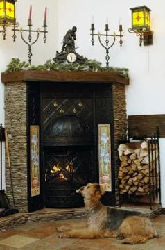 Scene with the dog Stock Photos