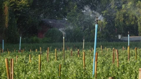 Scene dolly shot of sprinkler on the grass at home, Concept of day in the life Video stock 334657221