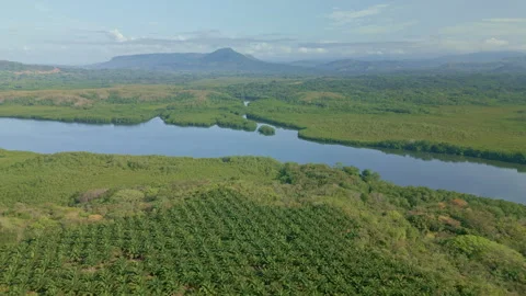 Scene Drone view in motion of palm oil tree plantation Stock Footage 241655247