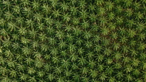 Scene Drone view in motion of palm oil tree plantation Stock Footage 241655248