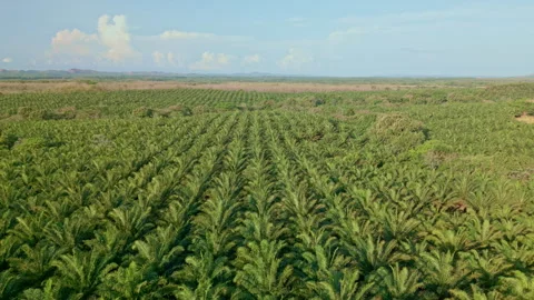 Scene Drone view in motion of palm oil tree plantation Stock Footage 241655411