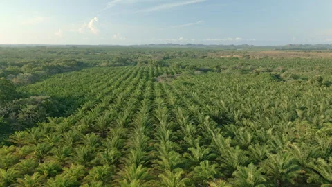 Scene Drone view in motion of palm oil tree plantation Stock Footage 241656317