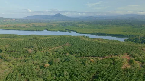 Scene Drone view in motion of palm oil tree plantation Stock Footage 241657124