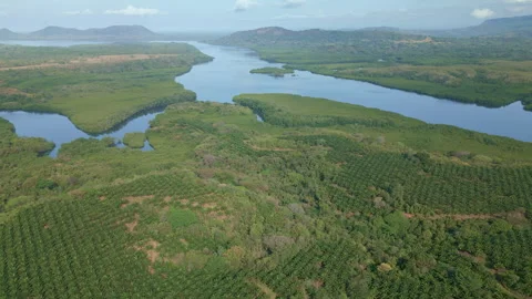 Scene Drone view in motion of palm oil tree plantation Stock Footage 241657507