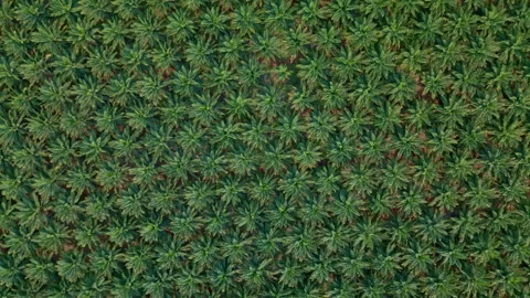 Scene Drone view in motion of palm oil tree plantation Stock Footage 241657663