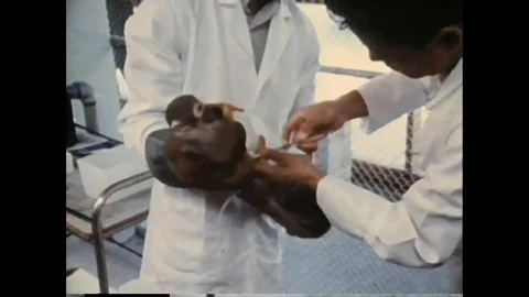 Scene of drug experimentation on monkey - 1970 Stock Footage 95194341