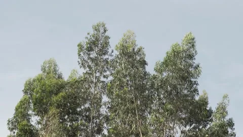 Scene of eucalyptus trees moving with the wind Stock Footage 131034706