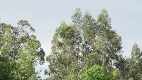 Scene of eucalyptus trees moving with the wind Vídeos de archivo 131034884