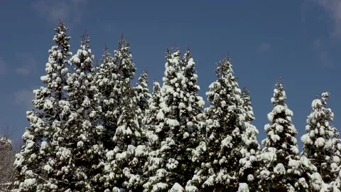A scene of falling snow on a tree in fine weather Stock Footage 145337658