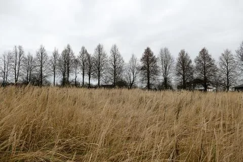 The scene features dry grass and a row of bare trees in a calm countryside Stock Photos