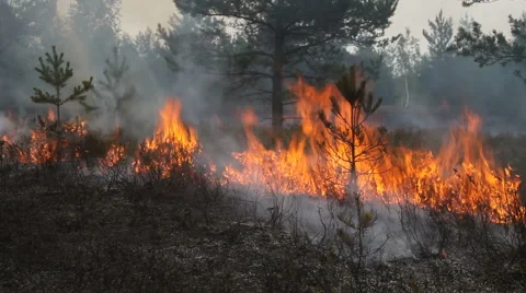 Scene of forest ground fire Vídeos de archivo 55700922