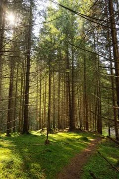 Scene  Forest with Sun Rays Foto stock