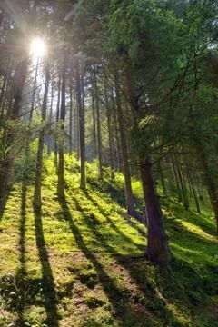 Scene  Forest with Sun Rays Stock Photos