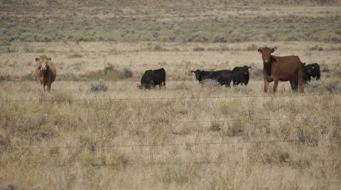 Scene of Free Range Cattle in the Desert Stock Footage 55372413