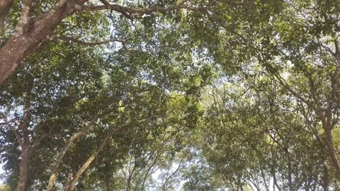 The Scene of Fresh Green Foliage 스톡 동영상 341995547