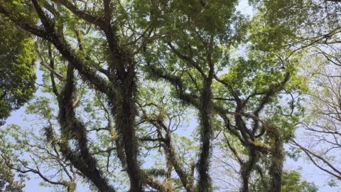 The Scene of Fresh Green Foliage Stock-Footage 341995562