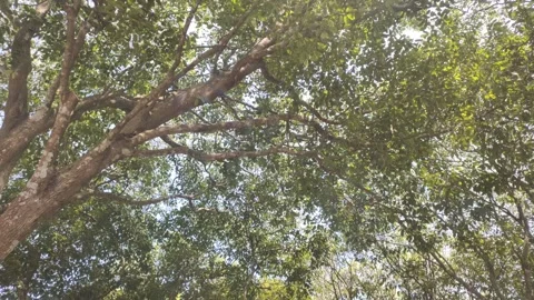 The Scene of Fresh Green Foliage Stock-Footage 341995567