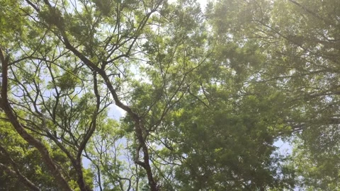 The Scene of Fresh Green Foliage Stock Footage 341995568