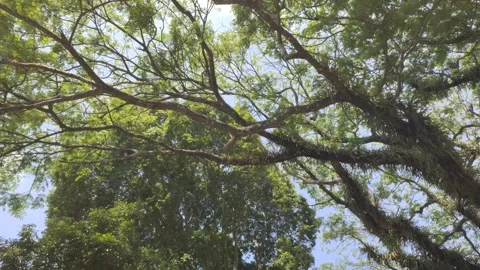 The Scene of Fresh Green Foliage Stock-Footage 341995596